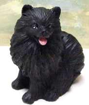 Pomeranian, Black